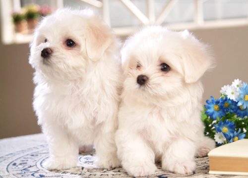 Маленькие собачки белого цвета