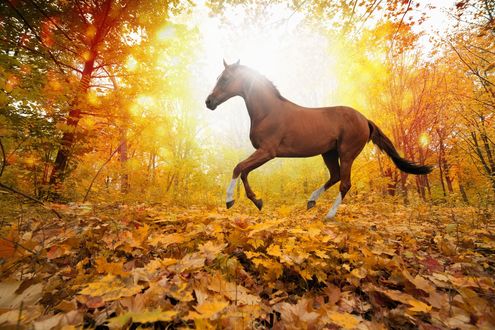 Лошадь осенью