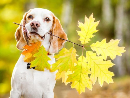Пёс с листьями
