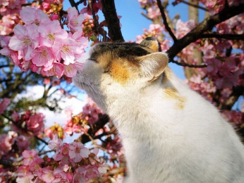 Кот весной