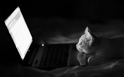 Котенок перед ноутбуком ночью