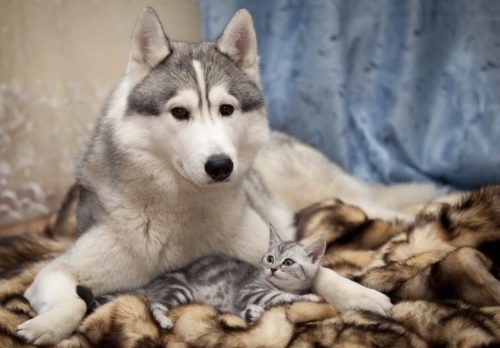 Собака и котенок