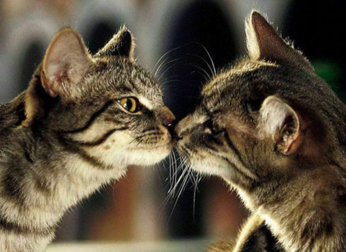 Кошачий поцелуй