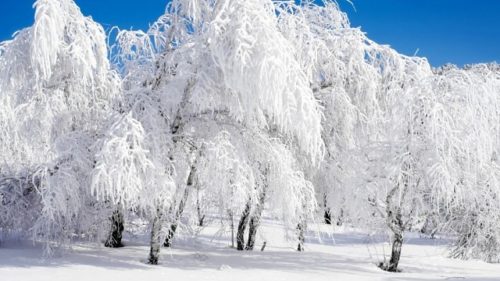 Мороз и солнце, день чудесный: подборка статусов и цитат про зиму