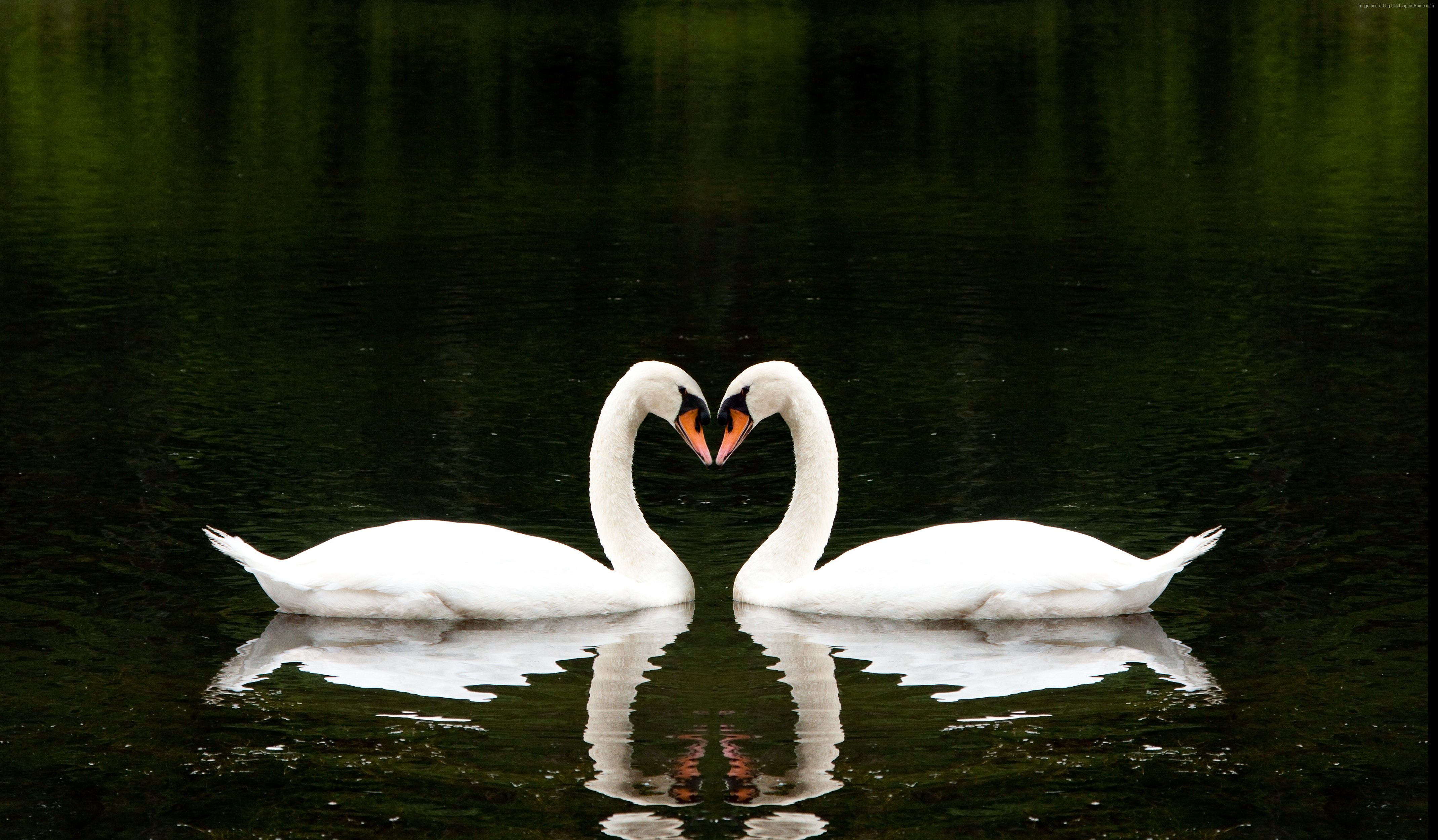 swan 4278x2500 couple lake cute animals love 4510 Измена в отношениях