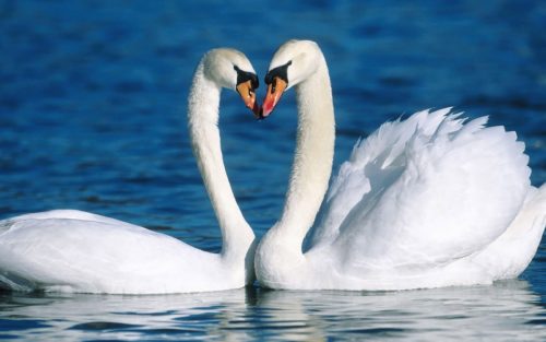 wallpaper of two cuddling white swans in the water hd swan wallpapers1 Измена в отношениях