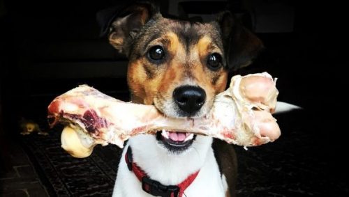 Собака с костью в зубах